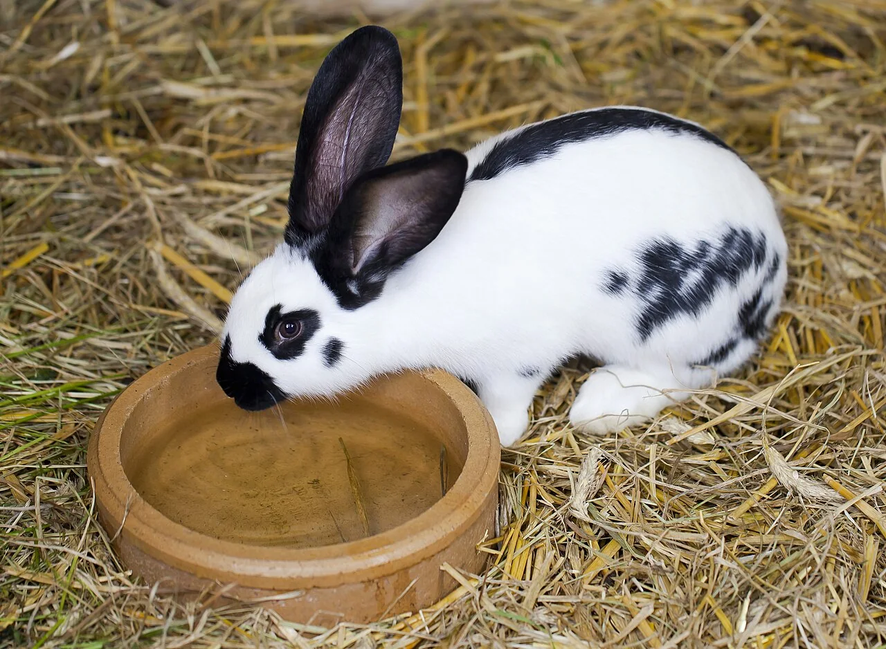 A black and white rabbit beside a water bowl on straw bedding.