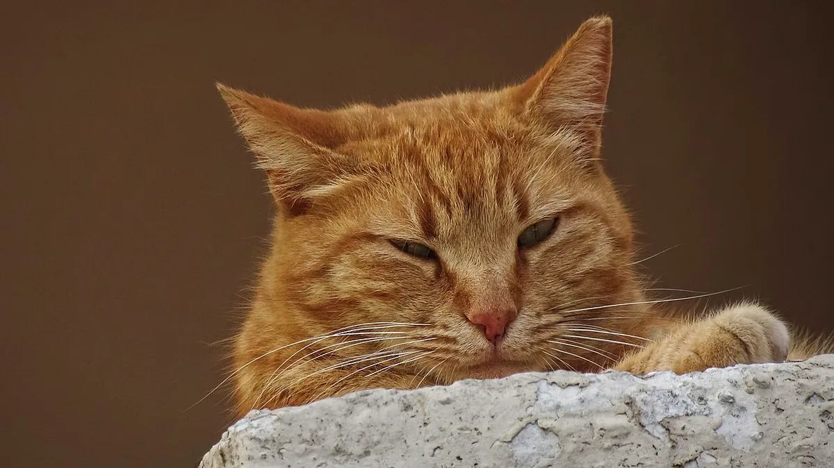 A relaxed domestic short-haired cat at the top of a single-storey building in Greece.