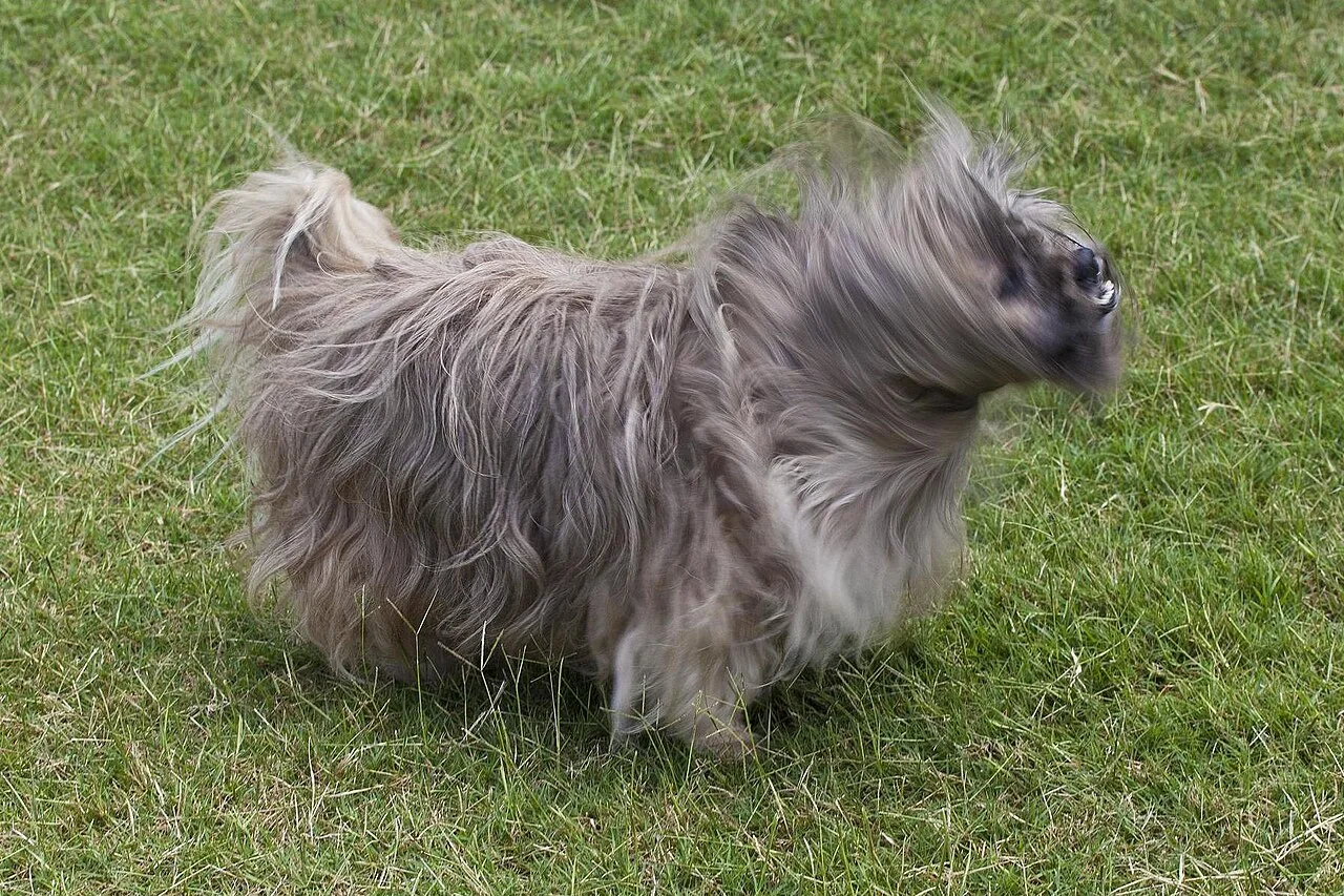 A shaggy gray dog standing in long grass.