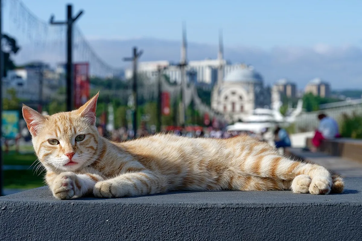 Red mackerel tabby cat near the Kabataş ferry terminal in Istanbul