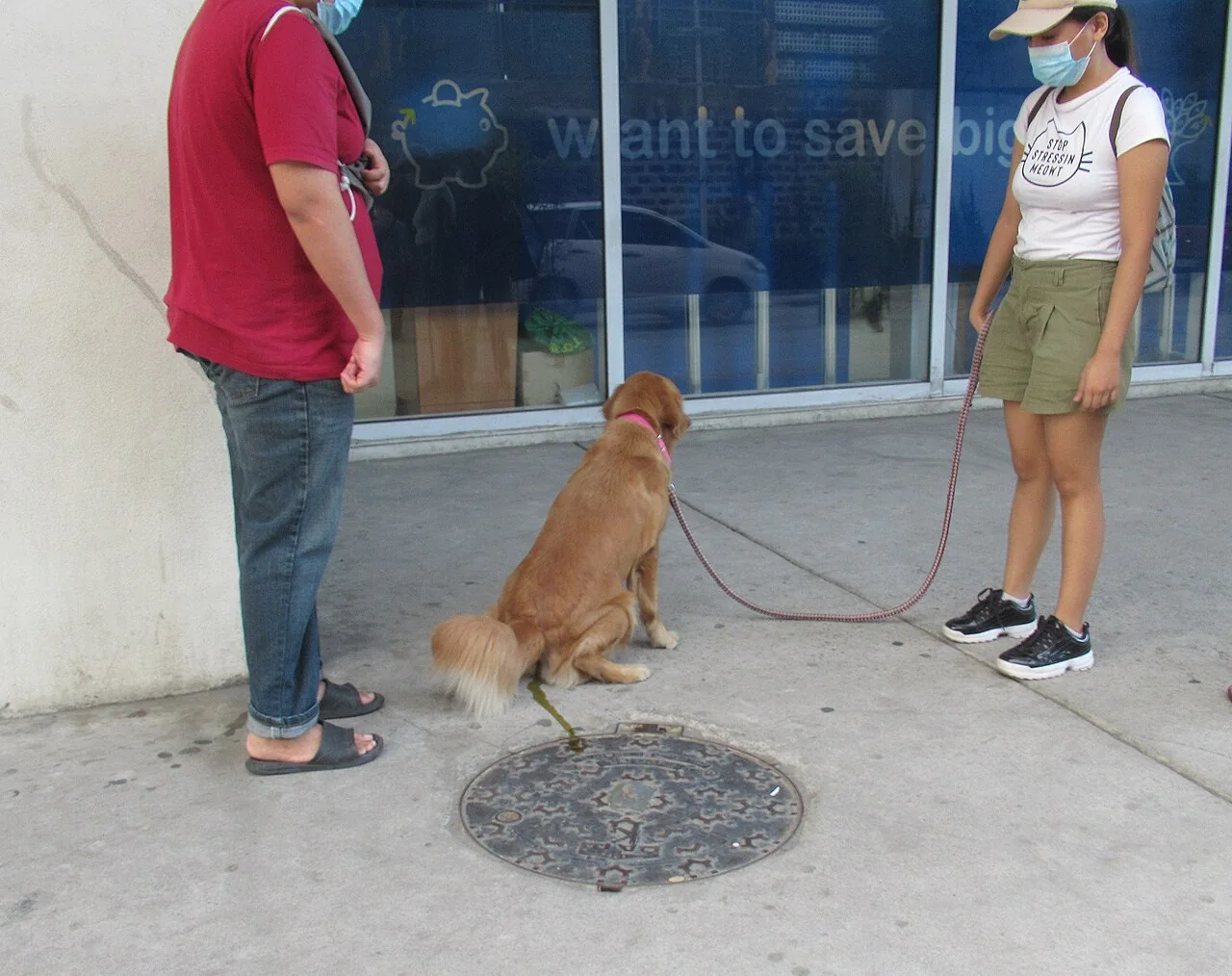 A golden retriever on a leash outside a building with two people.