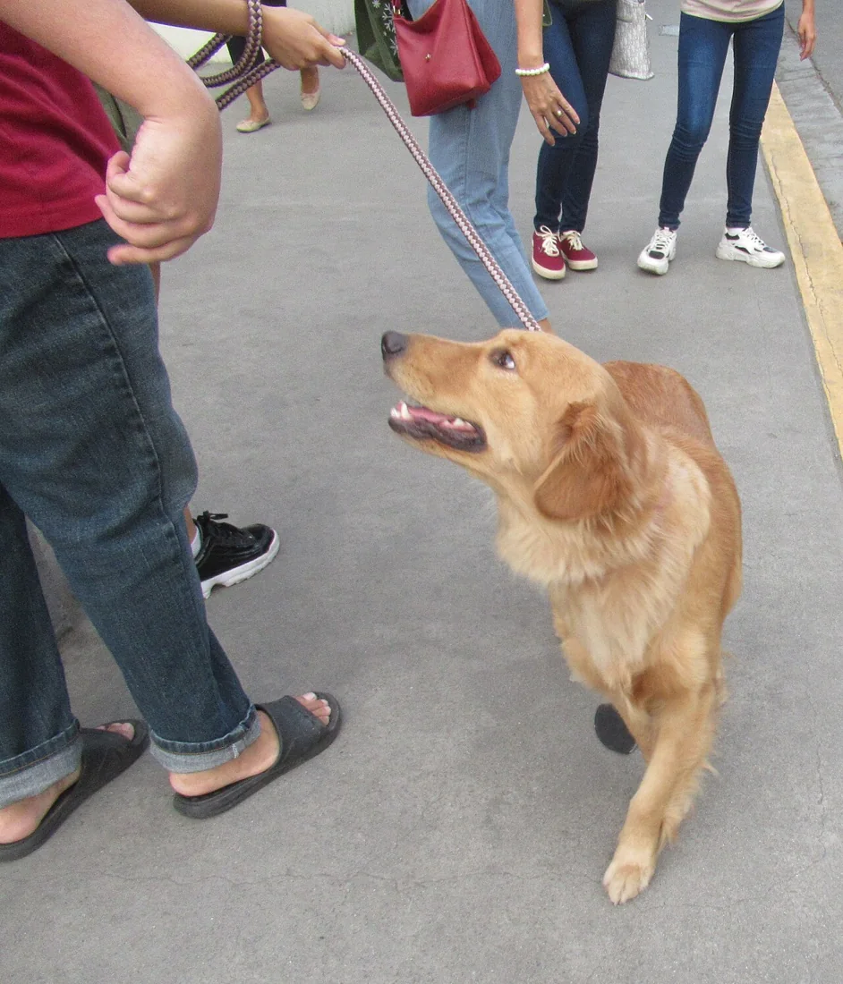 A golden retriever on a leash beside several people outdoors.