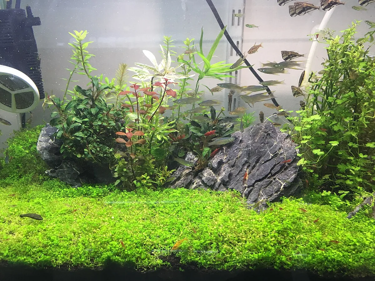 Small planted aquarium with bright green ground cover and rocks.
