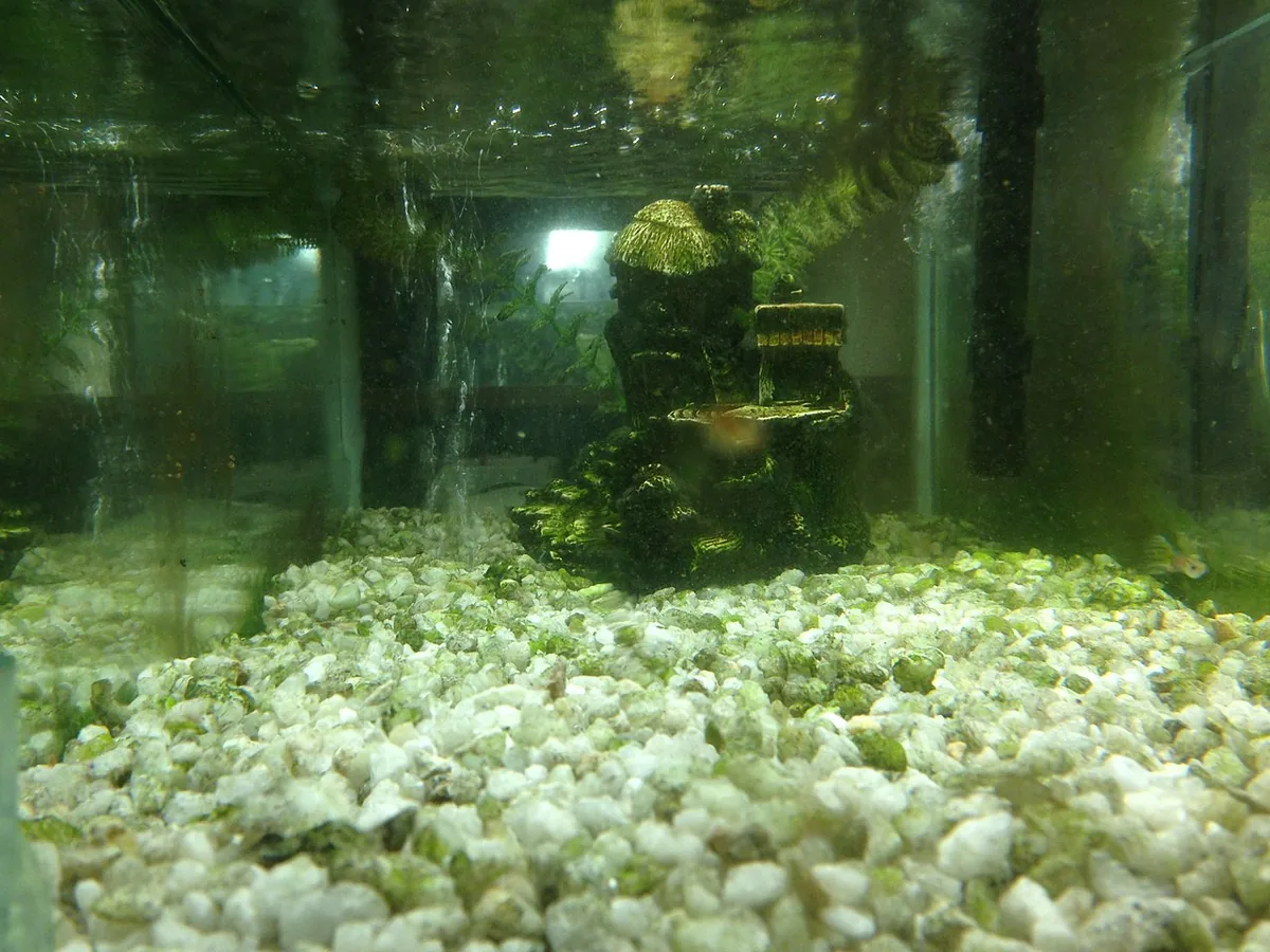 Freshwater aquarium with pale gravel, plants, and submerged equipment.