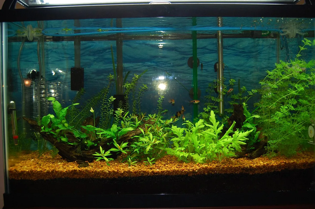 Long freshwater aquarium with plants and dark gravel.