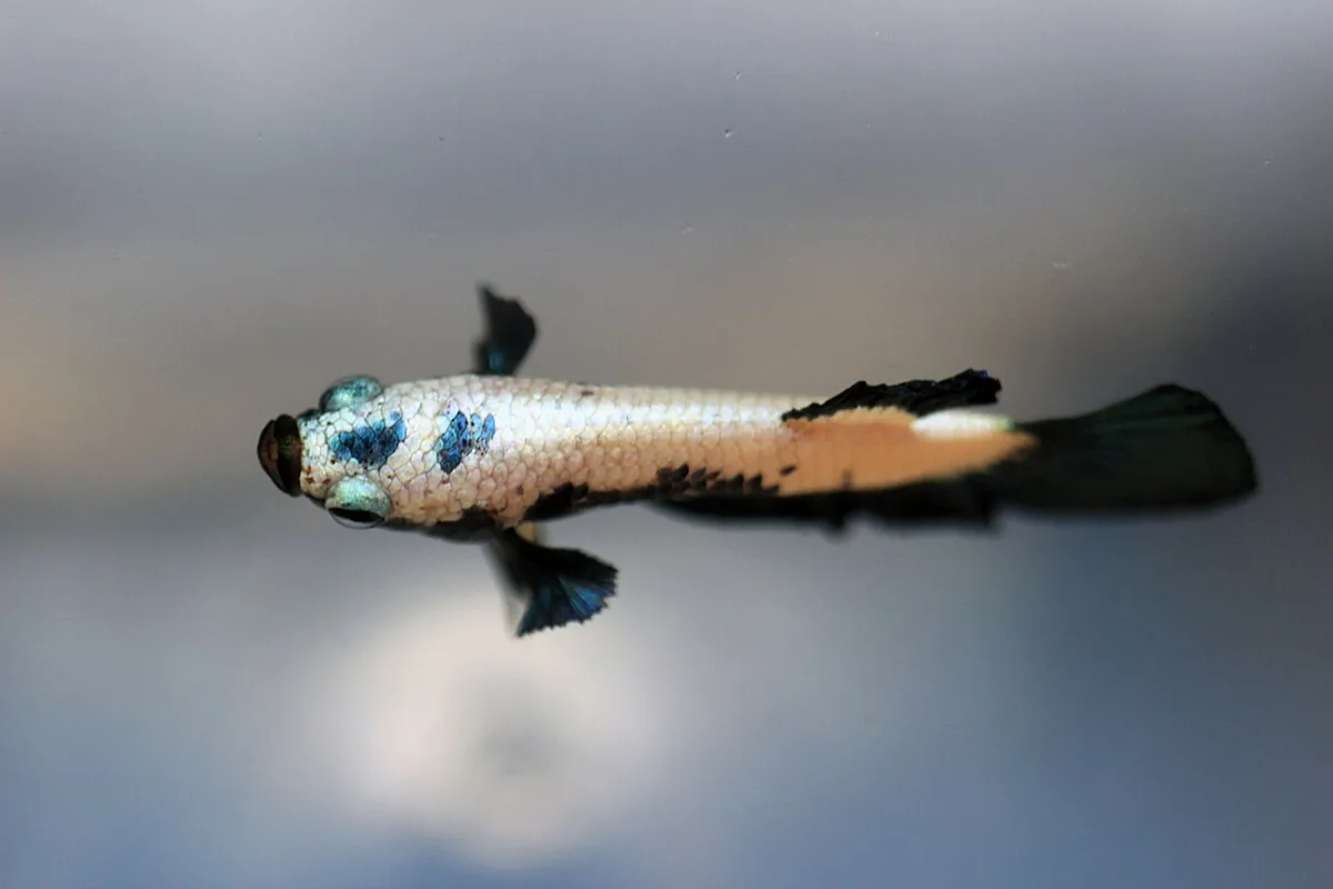Blue, pale-orange, and black betta swimming against a light background.