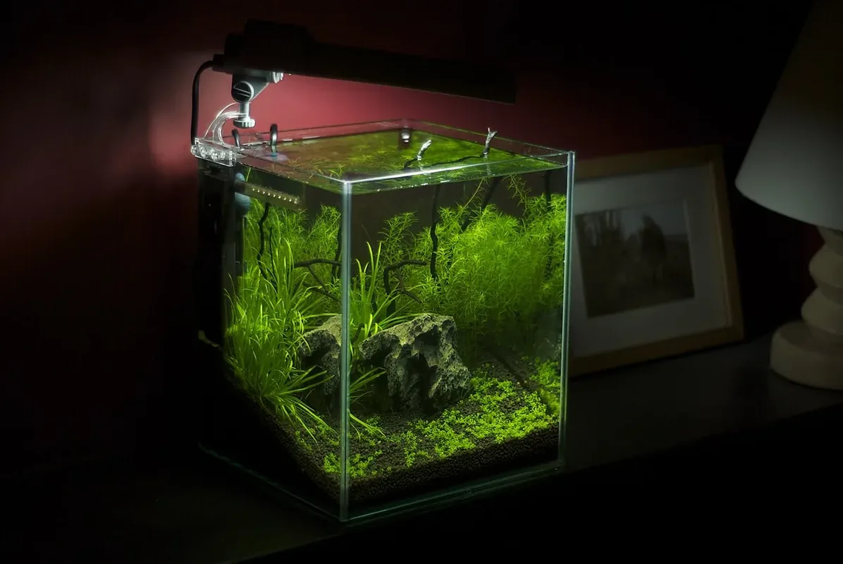 Freshwater nano aquarium with plants.