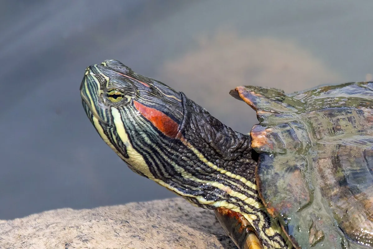 Red-eared slider (Trachemys scripta elegans), Botanic Gardens, Singapore