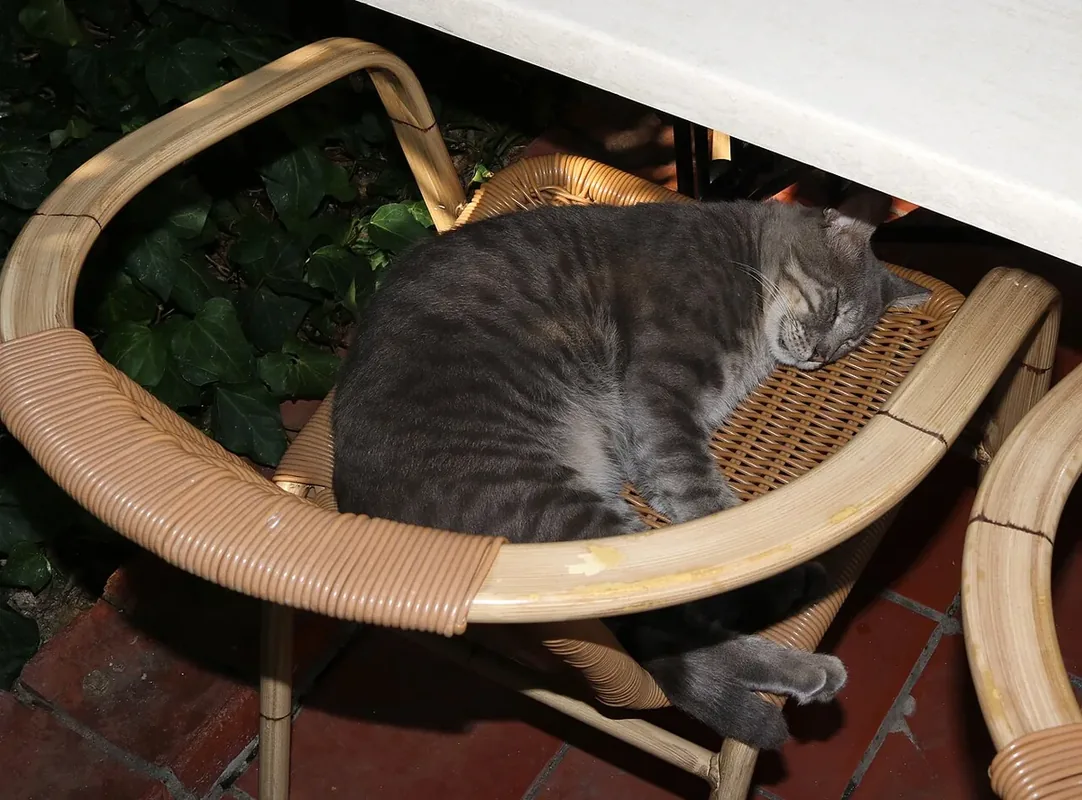 Domestic cat (Felis silvestris catus) sleeps in an armchair. Marmaris, Turkey