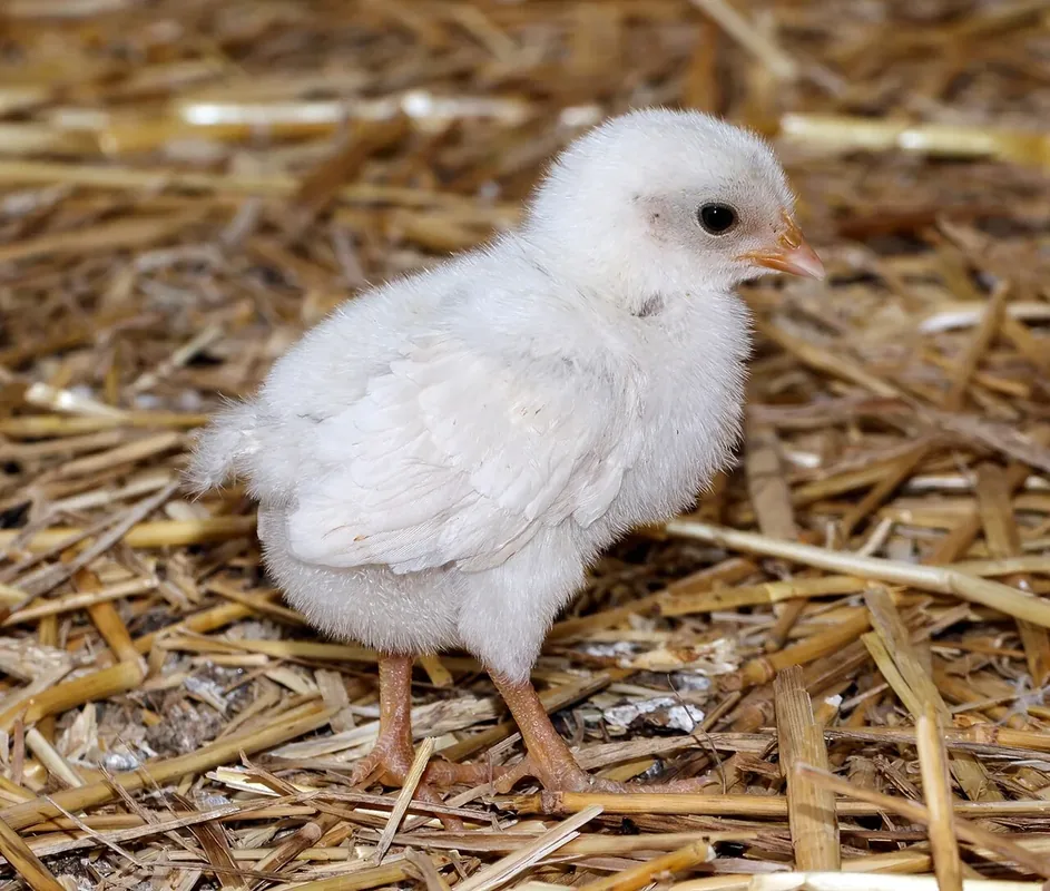 Gallus gallus domesticus (Gmelin, 1789), Chicken; Bird park Steinen, Steinen, Baden-Württemberg, Germany.