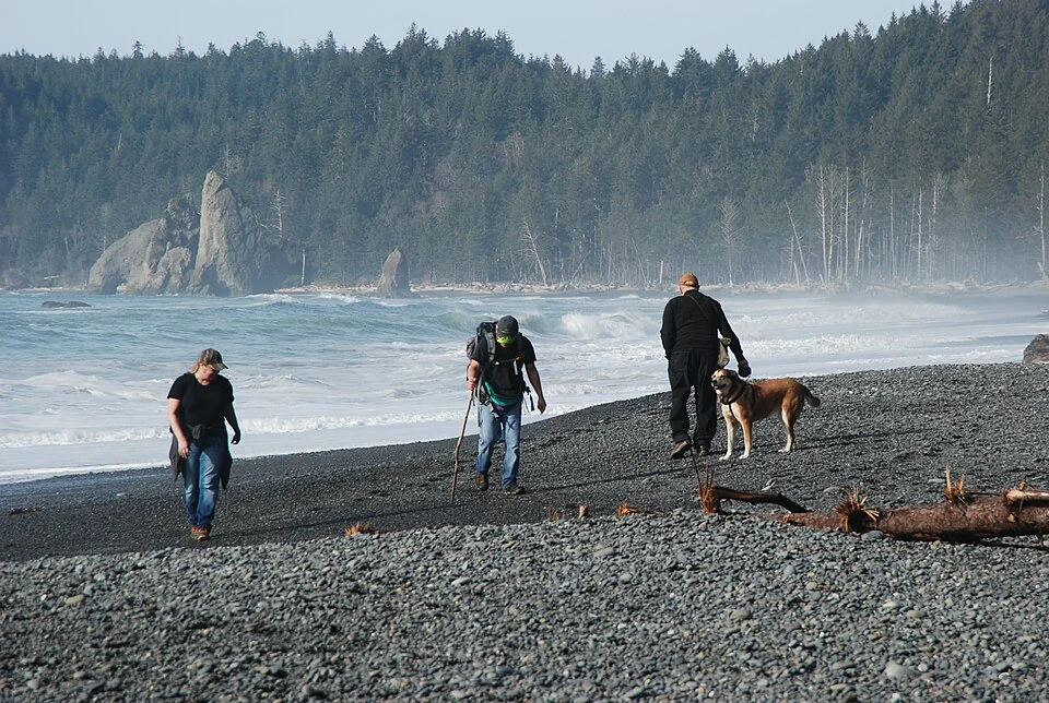 Visitors walking with leashed dogs on a coastal beach.