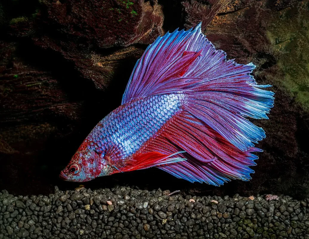 Aquarium fish, Siamese fighting fish, also great fighting fish (Betta splendens)