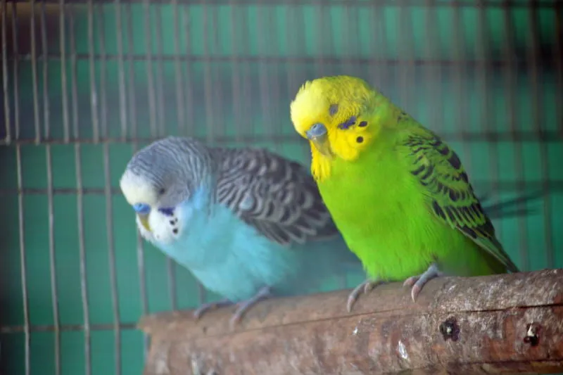 Blue and green budgerigars sitting together on a branch.