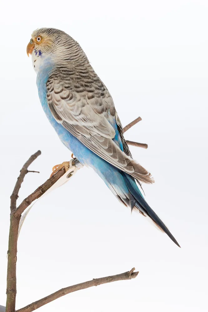 Budgerigar perched on a bare branch against a pale background.