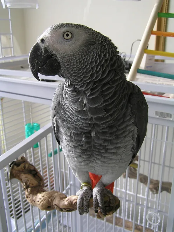 Cinderella, a Congo African Grey Parrot, sitting on her perch, picture taken 3/7/2006, New York City