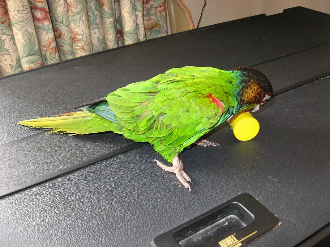 Blue-chested Parakeet (Pyrrhura cruentata) also known as Blue-throated Parakeet or Blue-throated Conure. A pet conure with a yellow toy showing the side of the parrot.