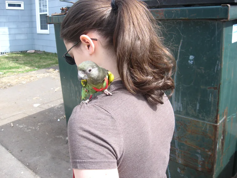 Small parrot beside a person’s shoulder outdoors.