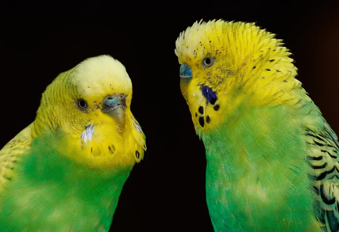 Melopsittacus undulatus (Shaw, 1805), Budgerigars; Bird park Steinen, Steinen, Baden-Württemberg, Germany.