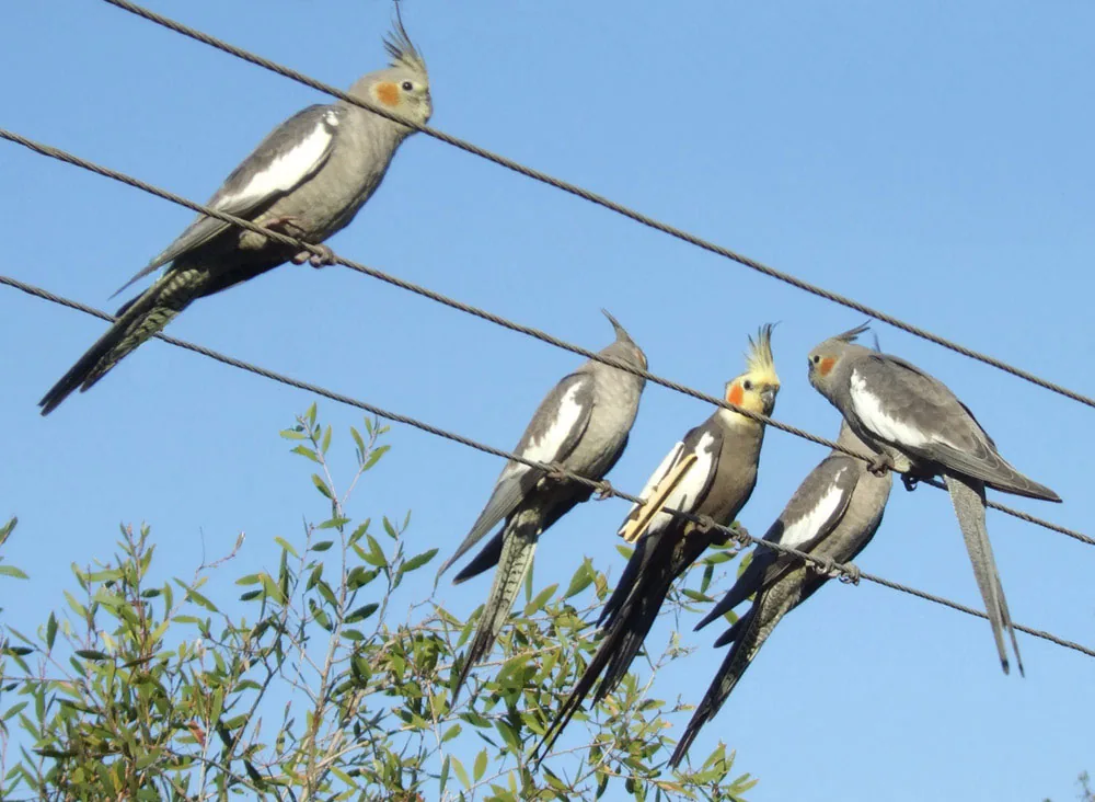 Several cockatiels perched on overhead wires beneath blue sky.