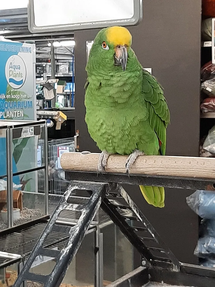 Green parrot with a yellow head perched indoors.