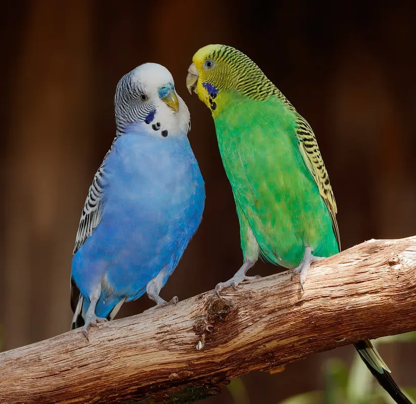 Melopsittacus undulatus (Shaw, 1805), Budgerigar; Bird park Steinen, Steinen, Baden-Württemberg, Germany.