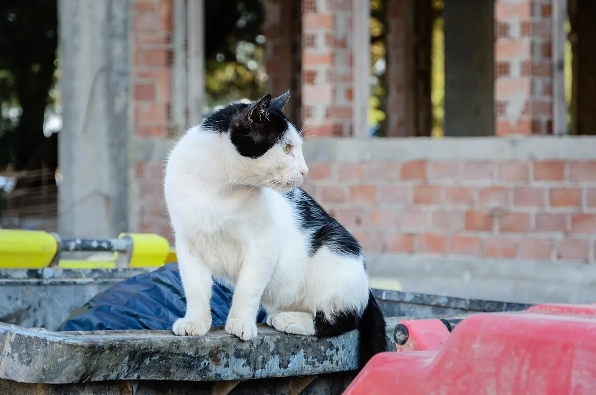 Black-and-white cat sitting on a low stone ledge.