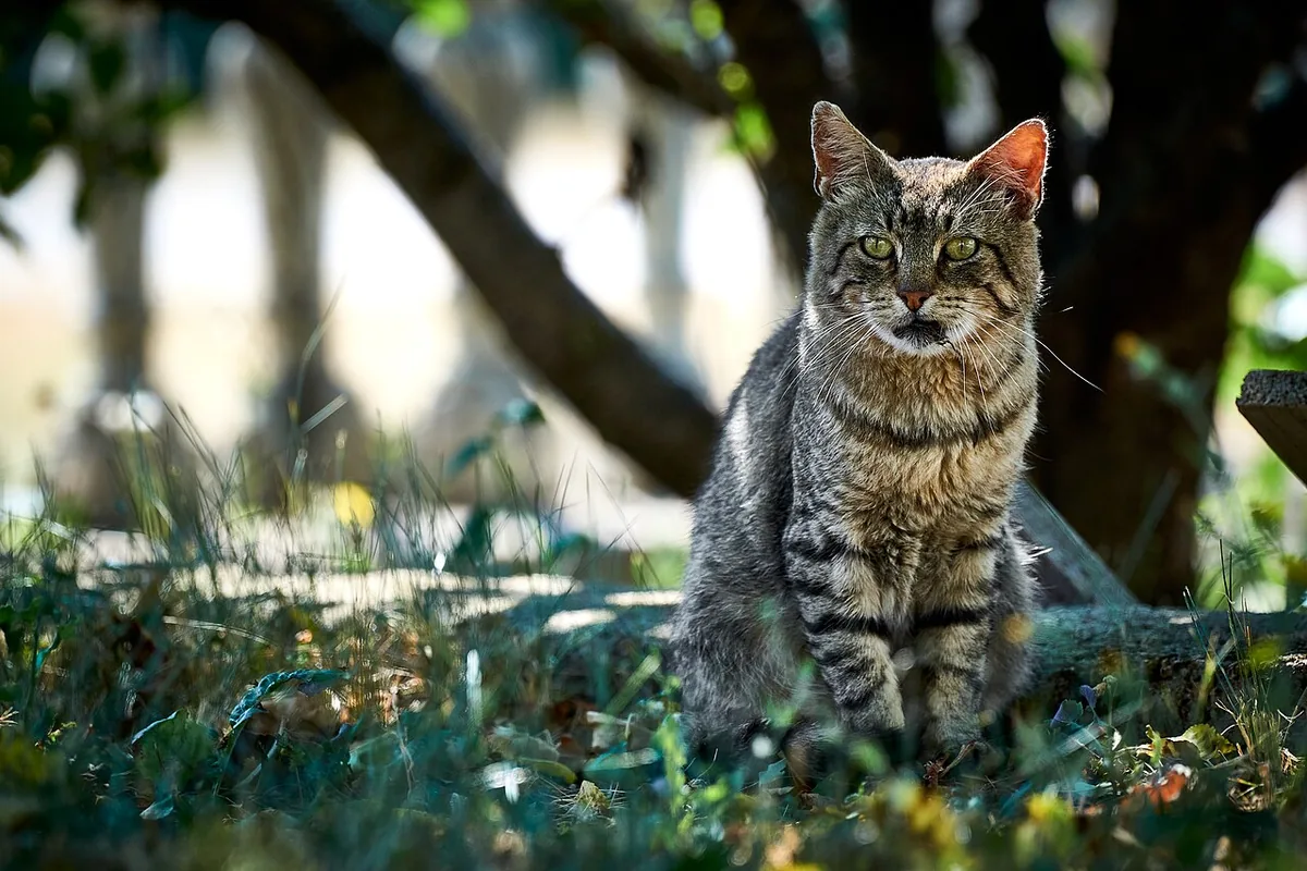 Tabby cat sitting in dappled shade beneath foliage.