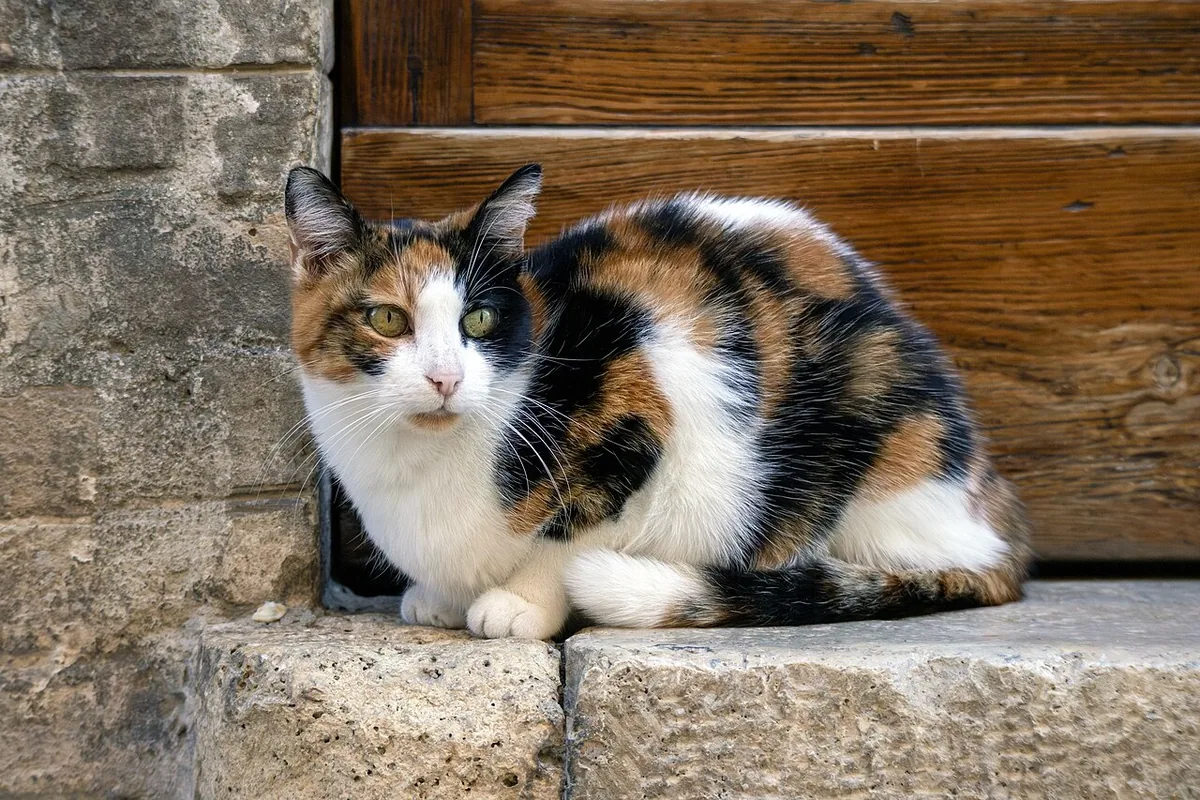 The calico cat is a domestic cat with a tricolor coat composed predominantly of white with large orange and black spots.