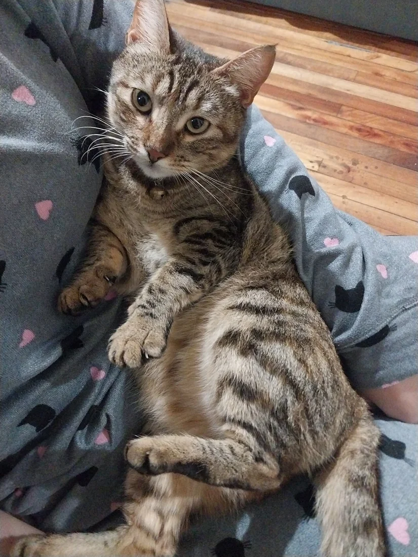 A tabby cat reclining on a soft patterned blanket.