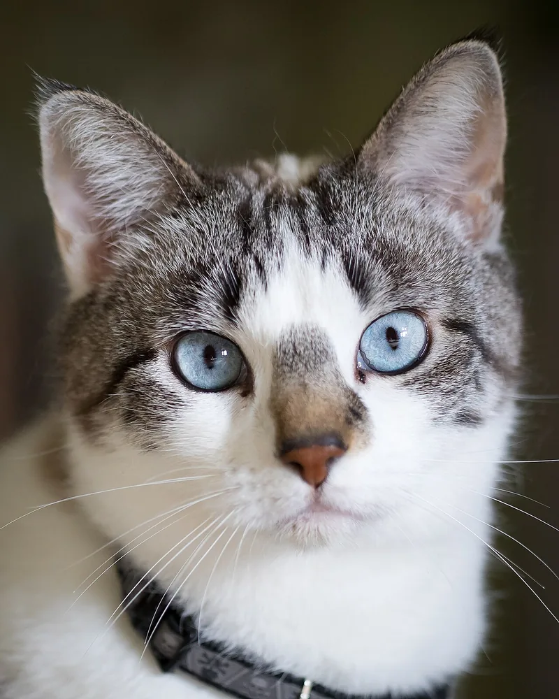 Pale tabby cat with blue eyes facing the camera.