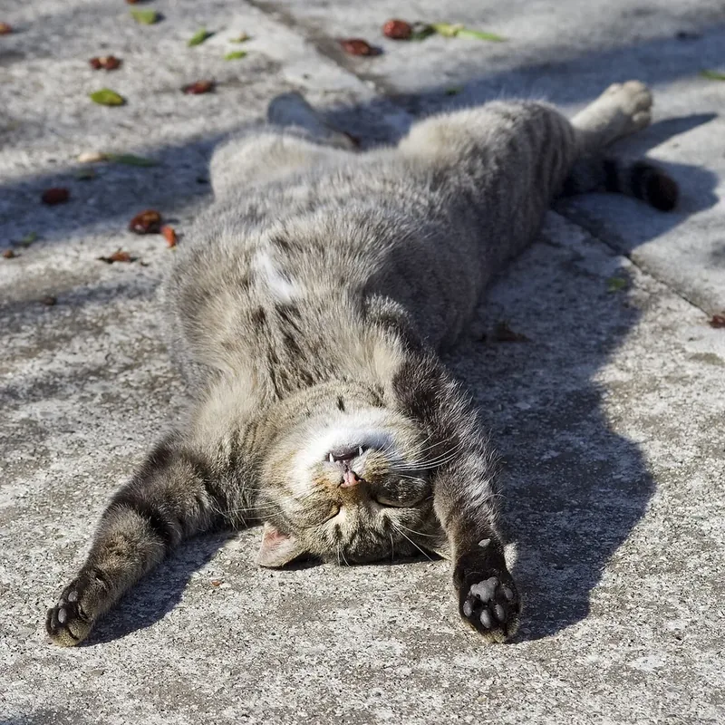 Sleeping cat on her back.