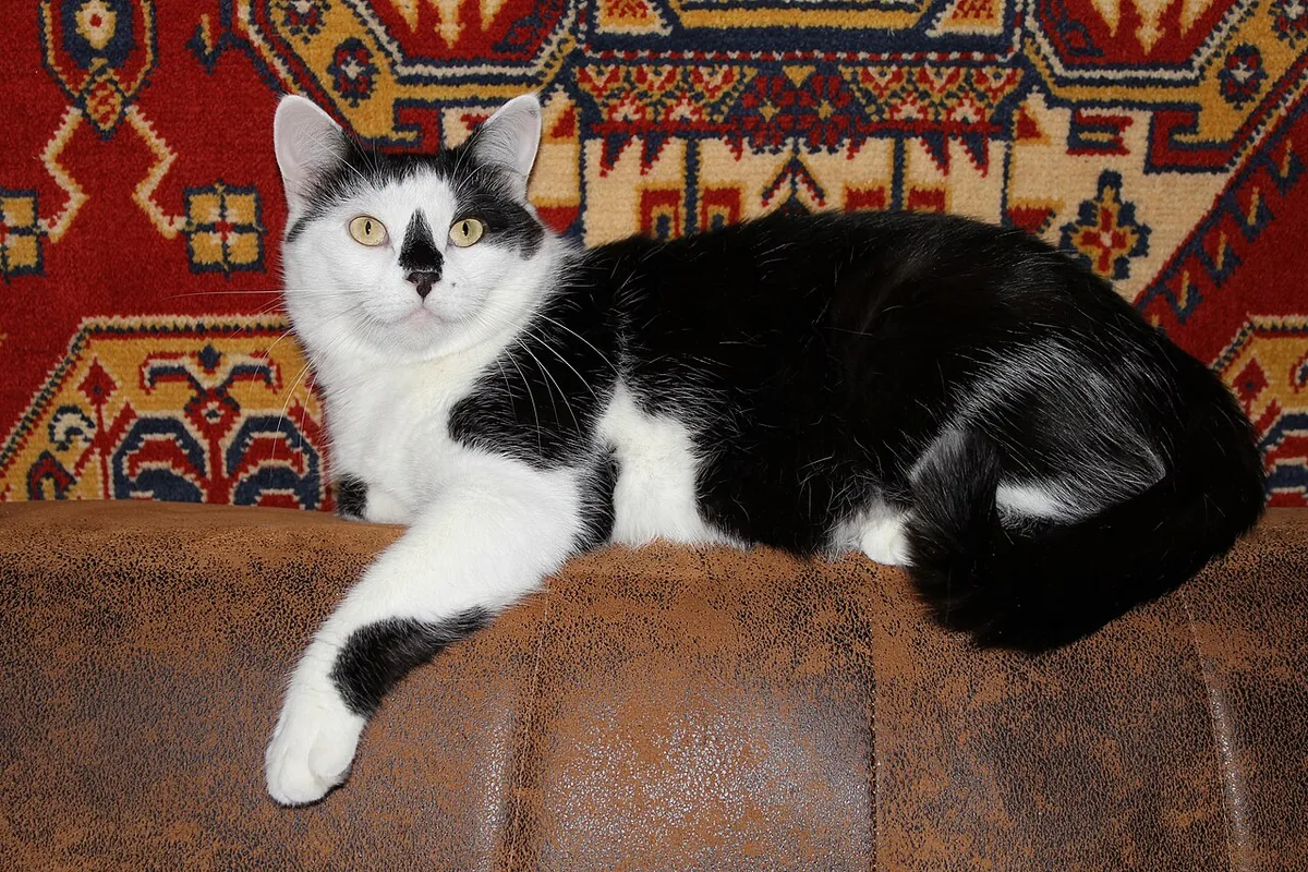 Domestic cat (Felis silvestris catus). 5 year old male. Ukraine.