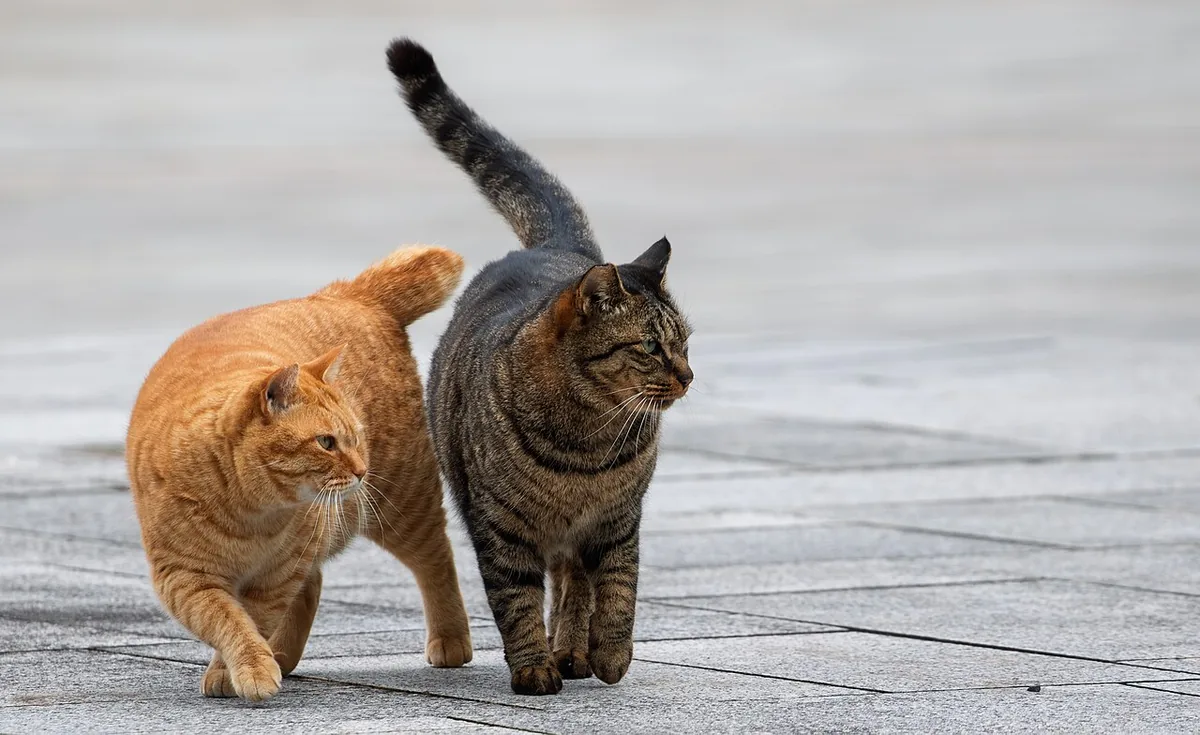 Tabby cats (Red Tabby and Brown Tabby) of Ōizumi Ryokuchi Park