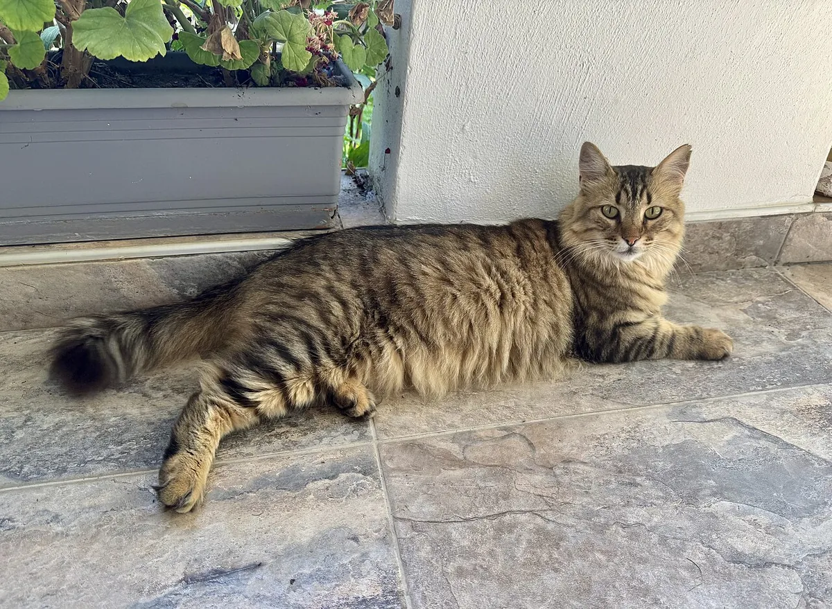 Tabby cat lying on a tiled patio beside a window.