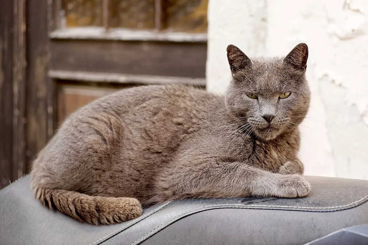 Cat in Piran, Slovenia