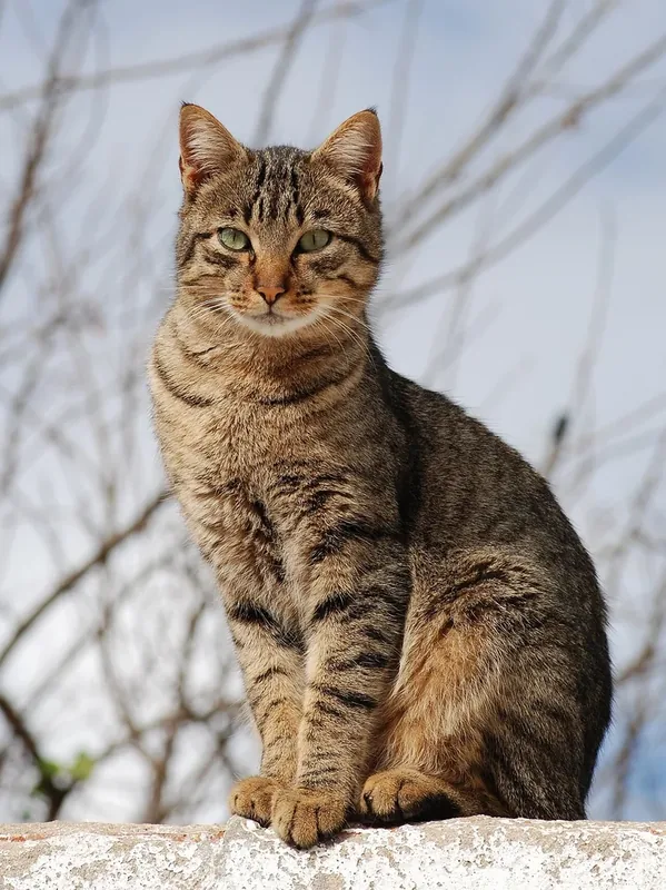 Young male tabby cat, Portugal.
