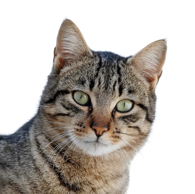A young male tabby cat