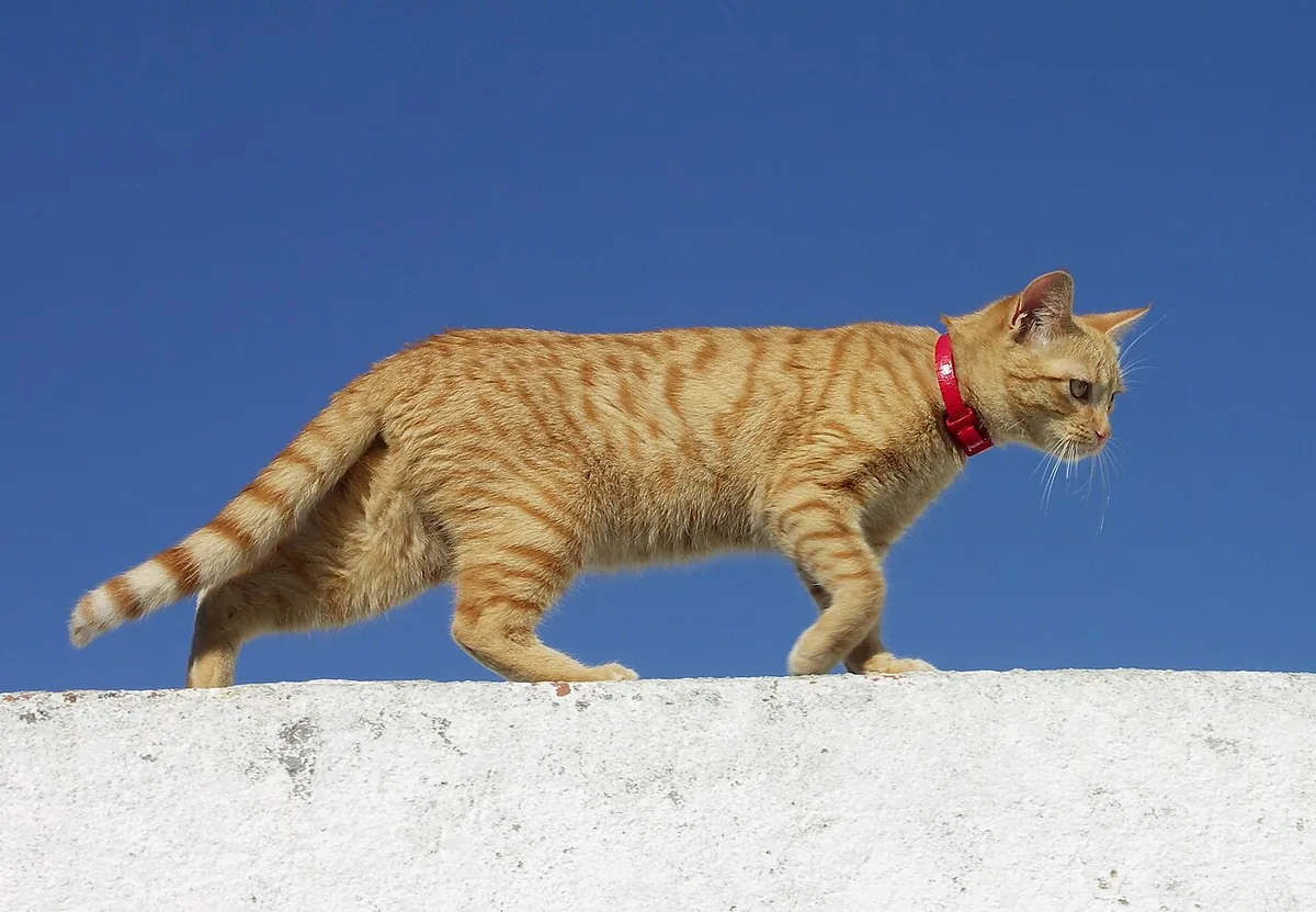 Orange tabby cat walking along a white wall beneath blue sky.