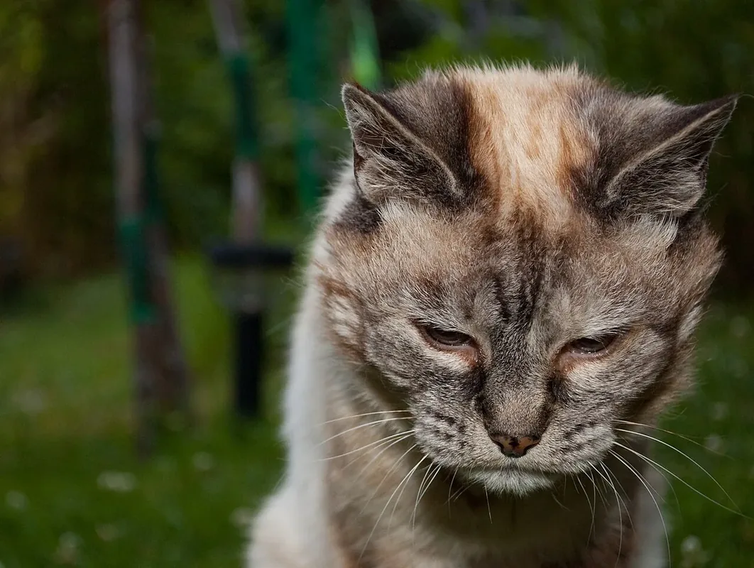 A 20-year-old cat that looks tired because of its advanced age.
