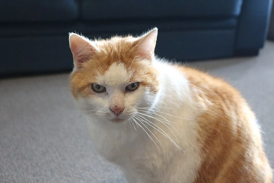 An orange and white cat sitting on an indoor carpet.