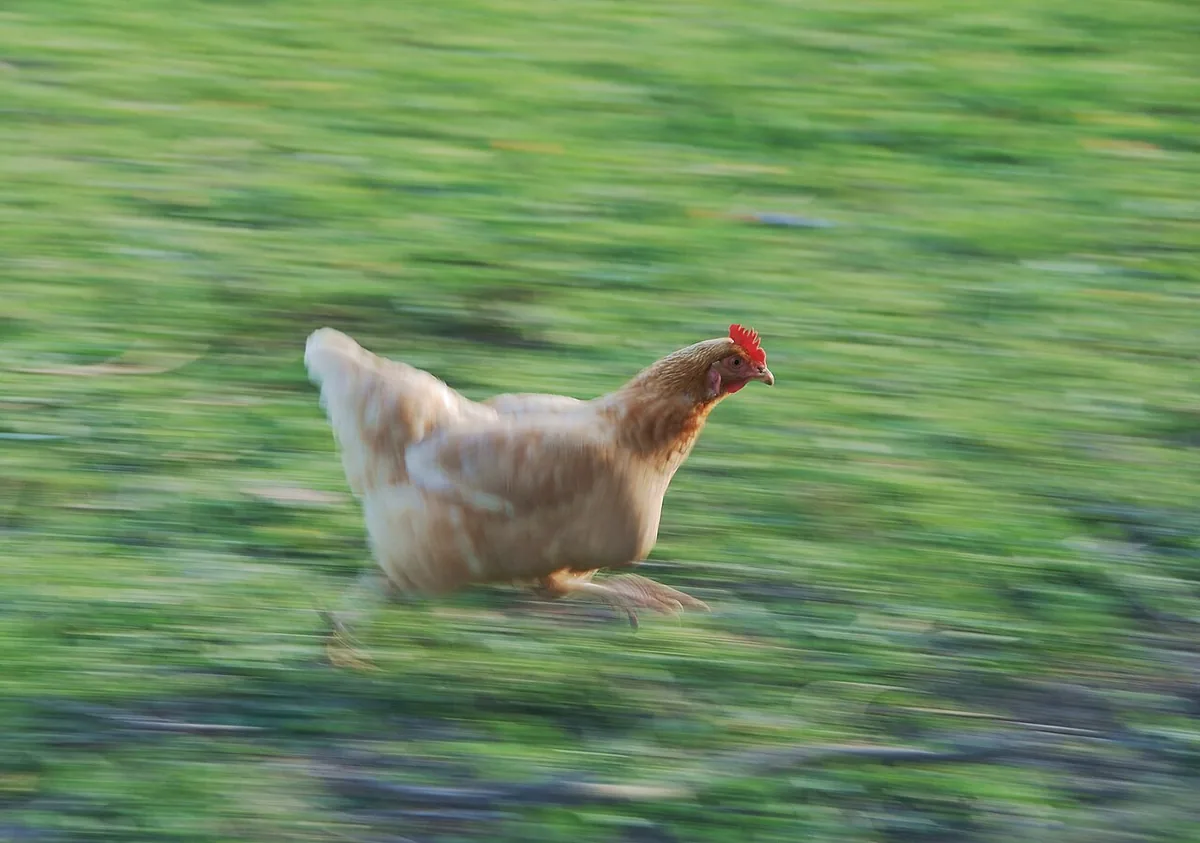Pale chicken moving through a green outdoor setting.