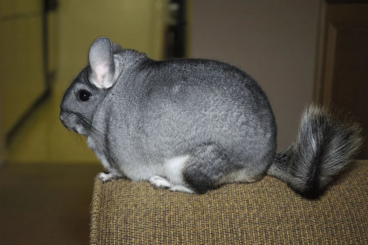 Image of captive adult Chinchilla lanigera
