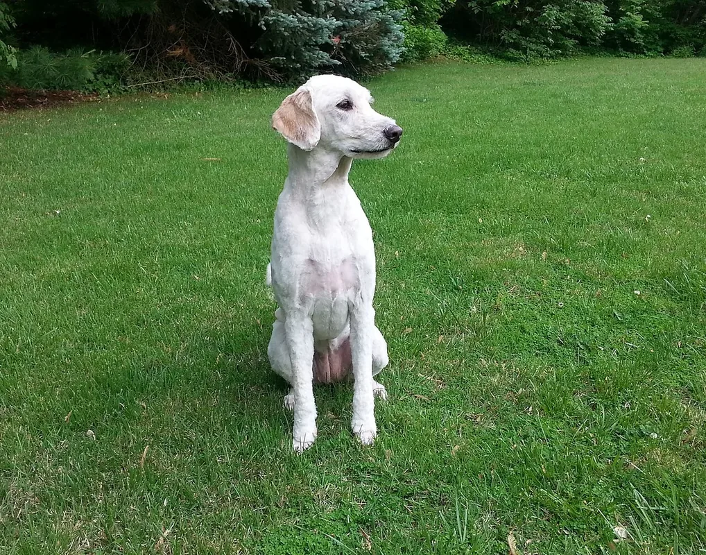 Three and a half year old Golden Doodle dog that has just been shaved.