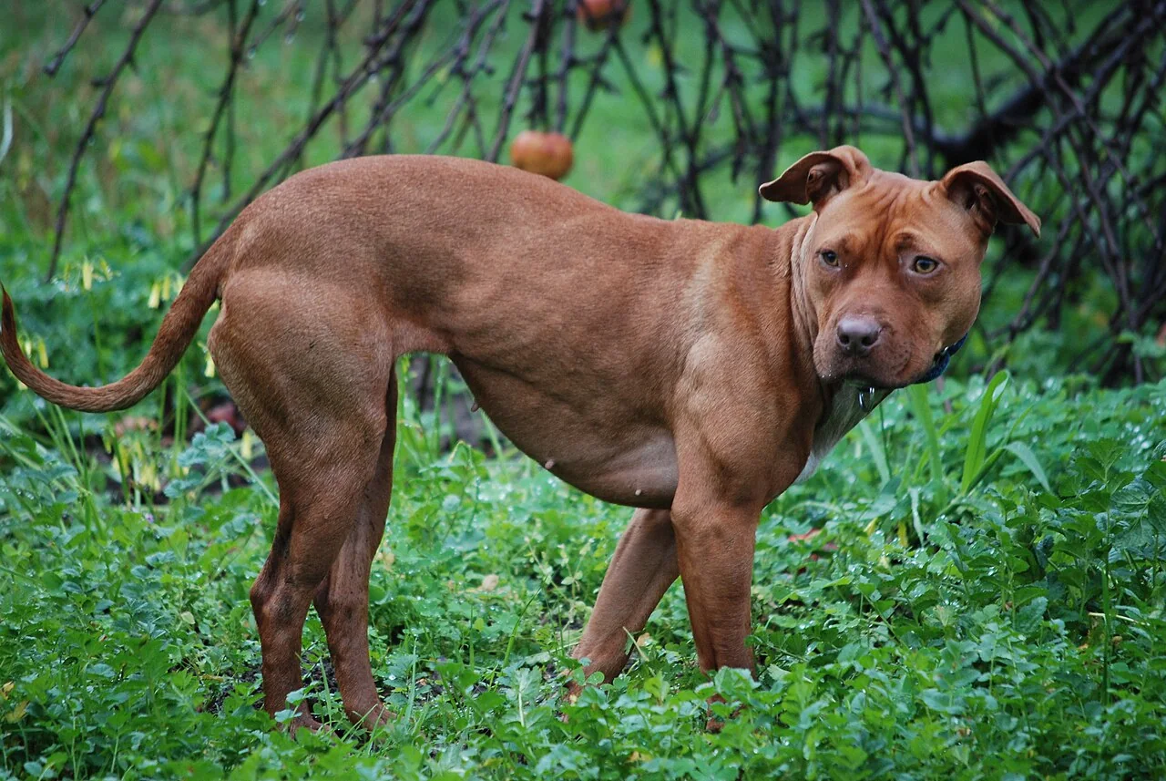 A brown dog standing on grass in front of green shrubs.