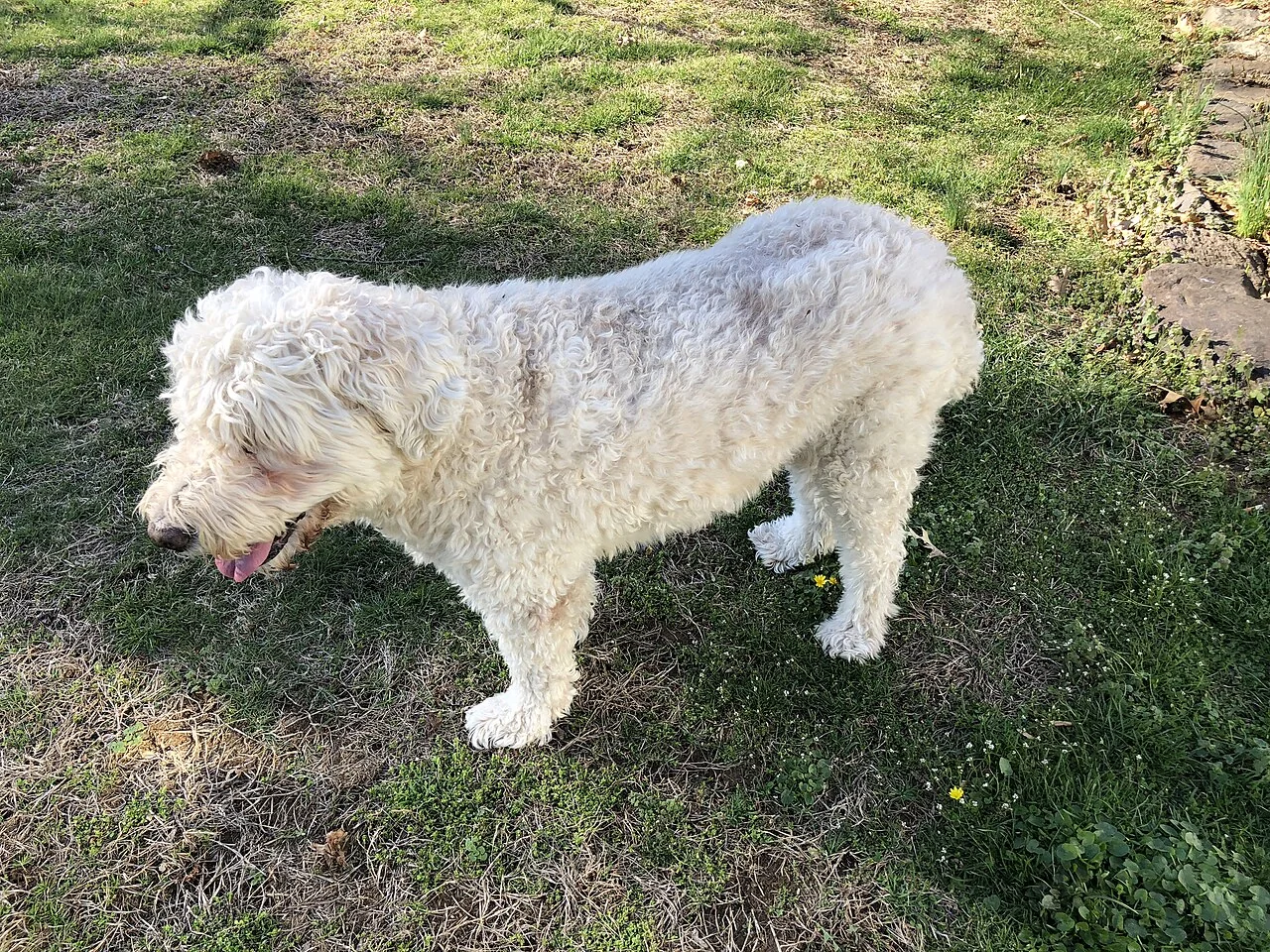 A white curly-coated dog standing on a lawn.