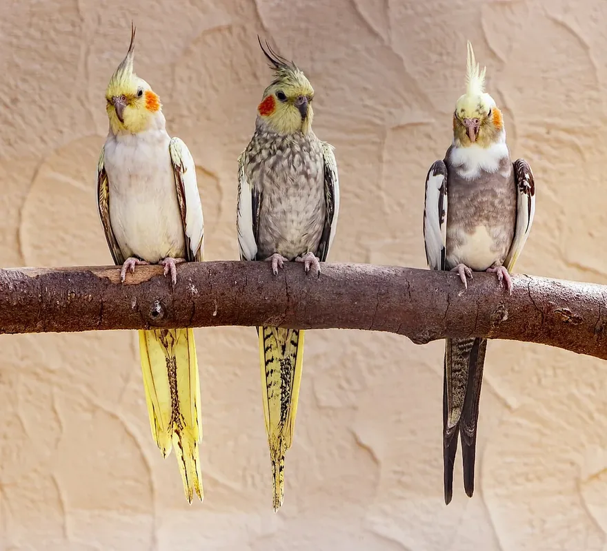 Nymphicus hollandicus (Kerr, 1792), Cockatiel; Animal and bird park Forst, Baden-Württemberg, Germany.