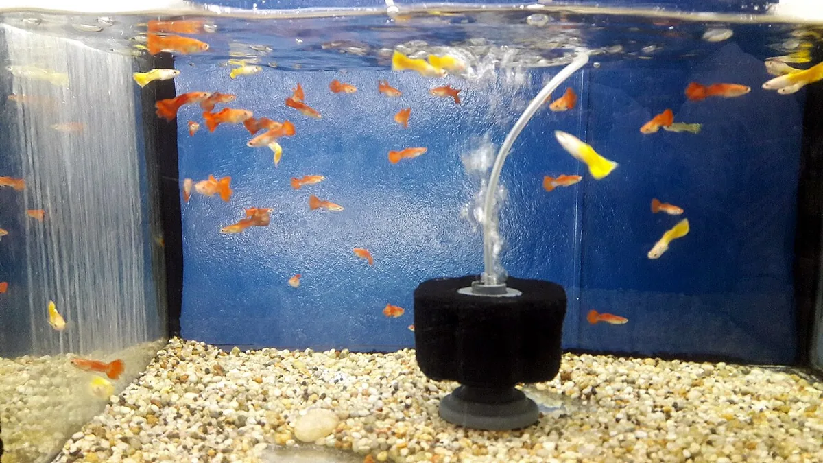 Freshwater Aquarium Fish