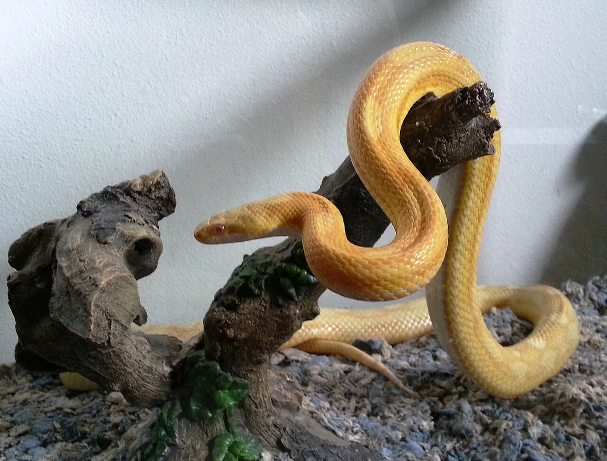 Yellow corn snake winding around a dark rocky branch.