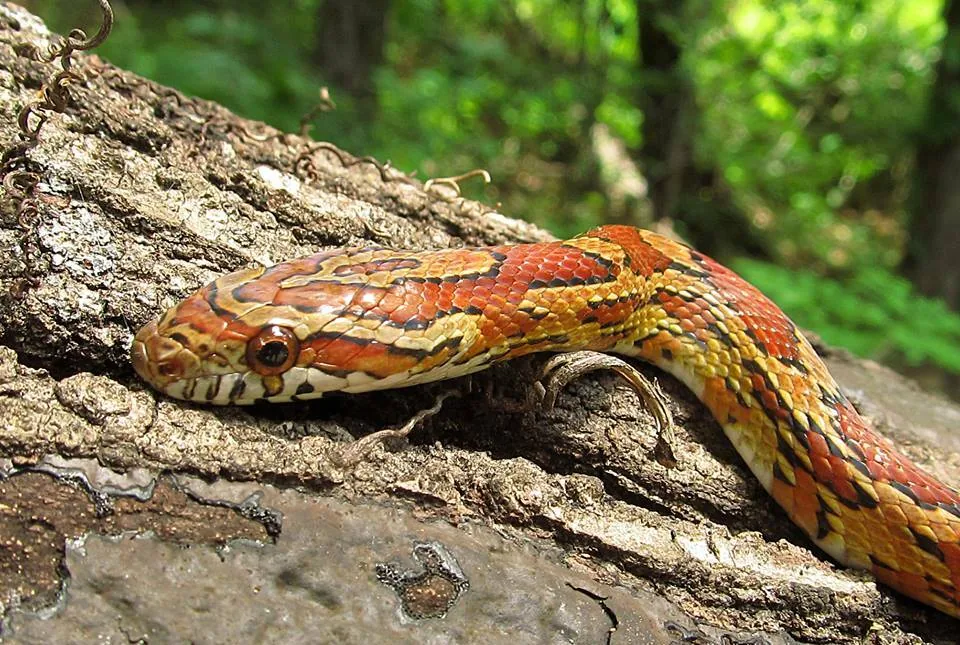Corn snake close up