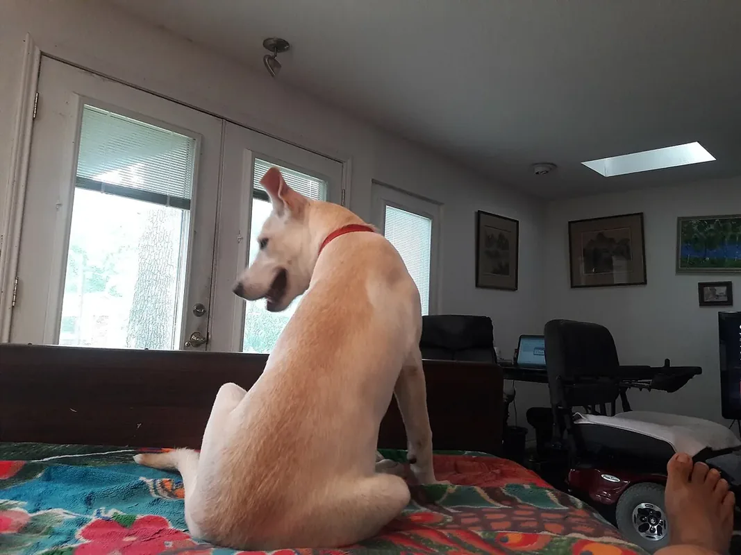 white labrador